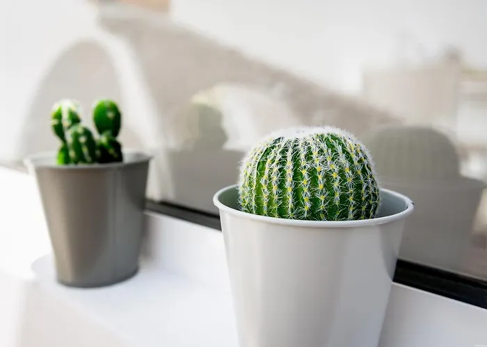 Cactus Apartment *