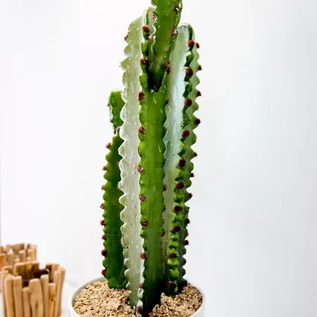Cactus Daire *