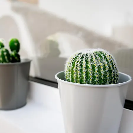 Cactus Apartment *